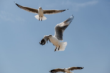 Seagull in group or single flying in the blue sky, along the seashore area at Bangpu, Thailand.