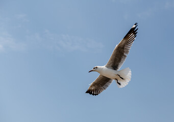 Seagull in group or single flying in the blue sky, along the seashore area at Bangpu, Thailand.
