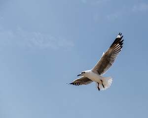 Seagull in group or single flying in the blue sky, along the seashore area at Bangpu, Thailand.