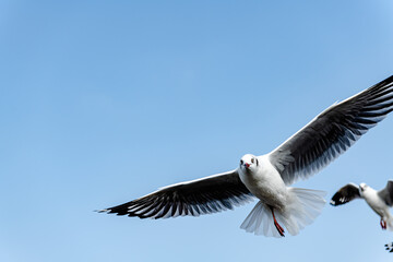 Seagulls flying on the beautiful sky chasing after food to eat.	
