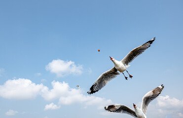 Seagulls flying on the beautiful sky chasing after food to eat.	
