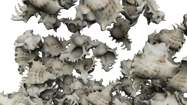 Falling sea ​​shell on white background. 3d rendering animation. luma matte included