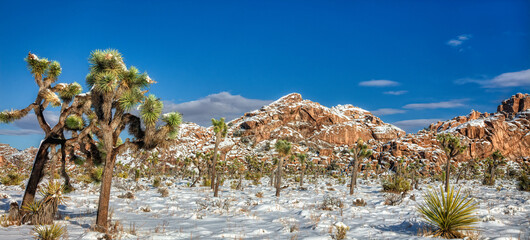 Joshua Trees in Snow