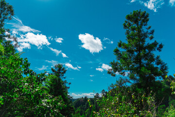 Obraz premium 夏山