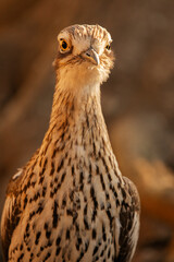 The bush stone-curlew or bush thick-knee is a large, ground-dwelling bird endemic to Australia.