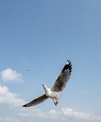 Seagulls flying on the beautiful sky chasing after food to eat.	