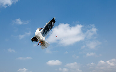 Seagulls flying on the beautiful sky chasing after food to eat.	