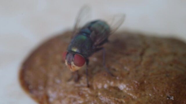 Footage of Blue bottle fly or Calliphora vomitoria perched on cat feces. Flies eating feces. Isolated animal behavior videos. Natural background. . Videography Concept with 4K 30 Fps Resolution