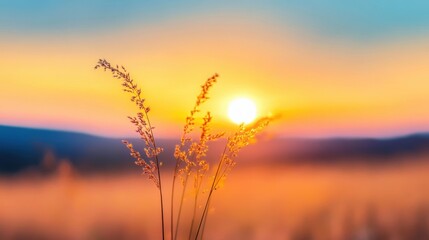 Fototapeta premium Wild grass sways gently as the sun sets, painting the sky in warm hues of orange and yellow over the serene field