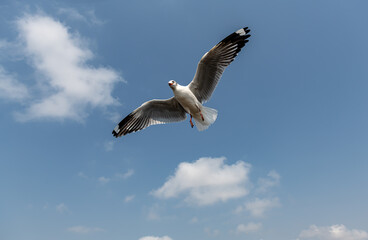 Seagulls flying on the beautiful sky chasing after food to eat.	
