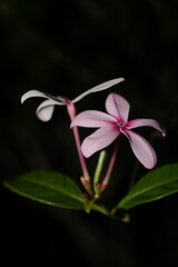 Obraz premium Kopsia fruticosa, commonly known as the Pink Kopsia or Shrub Vinca, is a flowering plant in the Apocynaceae family. 