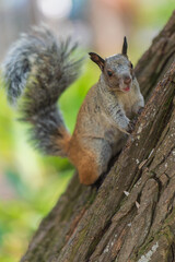A squirrel standing on the trunk and looking out