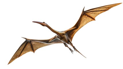 Fototapeta premium Pterodactyl in Flight