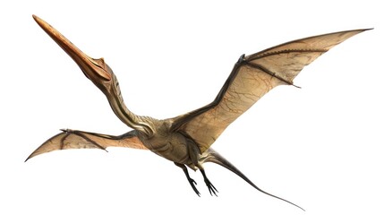 Obraz premium Flying Pterodactyl