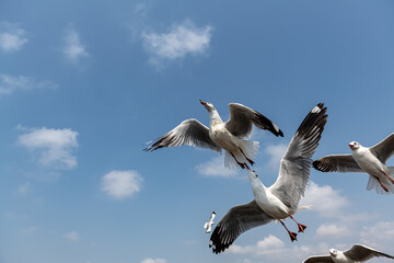Seagulls flying on the beautiful sky chasing after food to eat.	