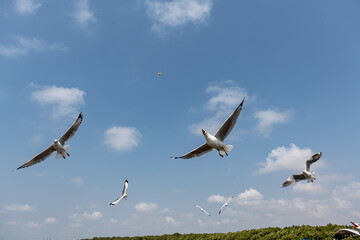 Seagulls flying on the beautiful sky chasing after food to eat.	