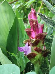 Siam Tulip has a blurred background.