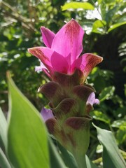 Siam Tulip has a blurred background.