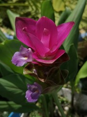 Siam Tulip has a blurred background.
