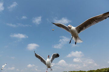 Seagulls flying in the blue sky, chasing after food to eat by the people or tourists who come to feed on them