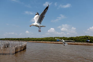 Seagulls flying in the blue sky, chasing after food to eat by the people or tourists who come to feed on them