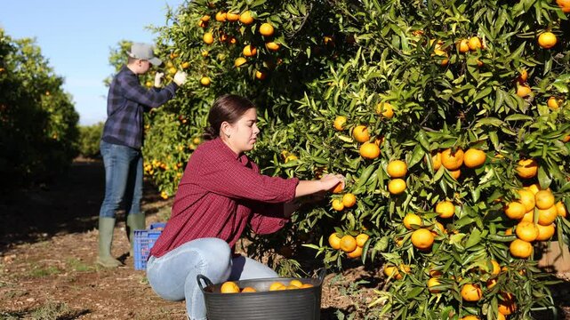  Portrait of successful woman farmer near mandarin tree gathering local organic tangerines in garden during harvest