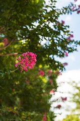 夏の終わりと百日紅