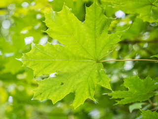 Maple branches with green and yellow leaves in autumn, in the light of sunset.