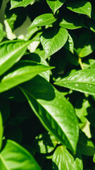 Green Leaves with Water Drops