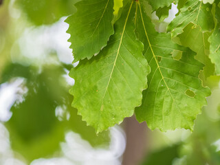 Oak branches with green and yellow leaves in autumn park.