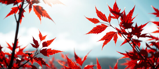 Red Maple Leaves Against a Blue Sky