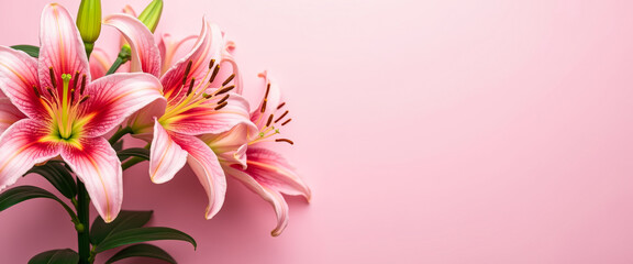 Fototapeta premium Delicate Pink Lilies on a Soft Pink Background