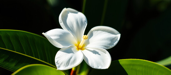 White Plumeria Flower with Green Leaves
