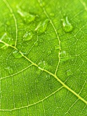 green leaf with drops
