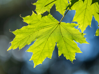 Maple branches with green and yellow leaves in autumn, in the light of sunset.