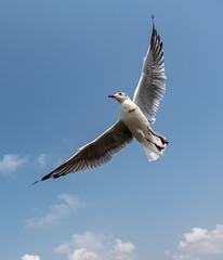 Seagulls flying on the beautiful sky chasing after food to eat.	