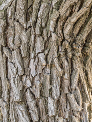 The bark of an old tree. Larch bark.