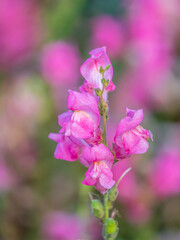Pink flowers in the garden called Snapdragon or Antirrhinum majus or Bunny rabbits.
