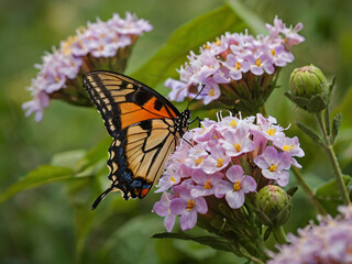 Obraz premium monarch butterfly on violet flower