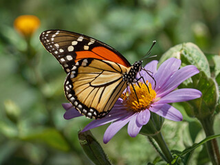 Naklejka premium butterfly flying on flower