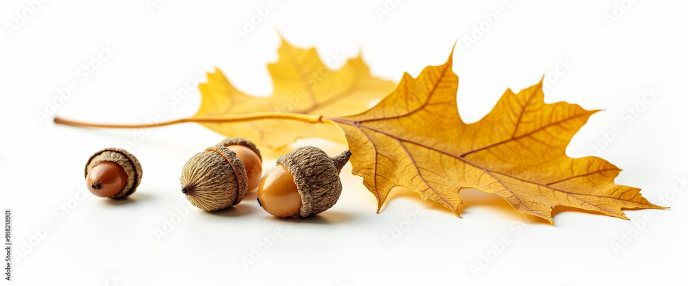 Poster Oak Leaf and Acorns on White Background