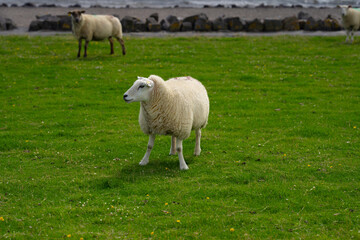 Obraz premium The sheep ovin lamb in the verdant meadows. Sheep on an farm. Sheep eating grass on a field. Sheep grazing in an alpine meadow. Cattle, livestock.