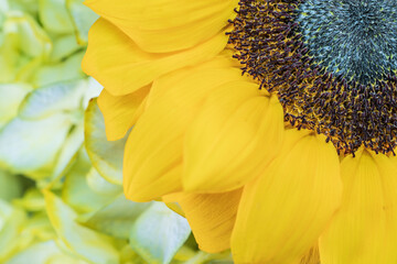 Close-up of yellow sunflowers