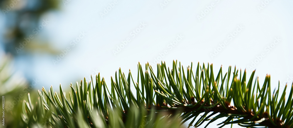 Canvas Prints Closeup of a Pine Tree Branch Against a Blue Sky