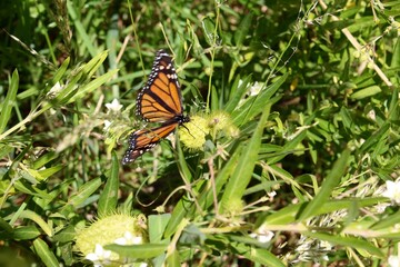 Monarch butterfly on a leaf