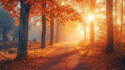 Obraz premium Autumn forest path. Orange color tree, red brown maple leaves in fall city park. Nature scene in sunset fog Wood in scenic scenery Bright light sun Sunrise of a sunny day, morning sunlight view