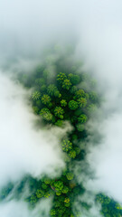 Aerial View of Lush Forest Covered in Mist