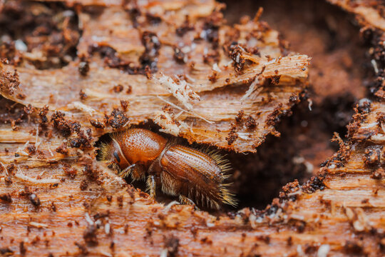 The European spruce bark beetle (Ips typographus) on spruce tree