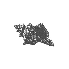 Black and white seashell illustration in photocopy effect style.