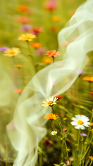 Obraz premium Blurred Flowers and White Fabric in a Meadow